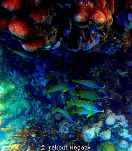 Blackspotted grunt by Yakout Hegazy 